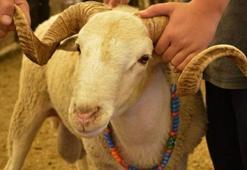 2026 KURBAN BAYRAMI TARİHİ: 2026 Kurban Bayramı ne zaman? Kurban Bayramı tatili kaç gün, 9 gün olacak mı?