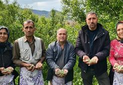 Örtü altında hasadı başladı, kilosu 150 TL! Safra kesesinde taş oluşumunu engelliyor