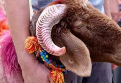 2026 KURBAN BAYRAMI TAKVİMİ | 2026 KURBAN BAYRAMI NE ZAMAN? KURBAN BAYRAMI HANGİ GÜN BAŞLIYOR? BAYRAM TATİLİ KAÇ GÜN?