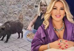 Safiye Soyman kapısına gelen domuzu elleriyle besledi