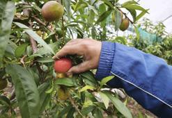Ruslar kilosuna 500 TL veriyor: Tek bir ağaçtan tam 40 tane çıkıyor!
