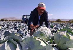 Tarlada kilosu 9 TL ama markette 100 TL'ye satılıyor! Fiyatı el yaksa da kalbin ve damarların en iyi dostu