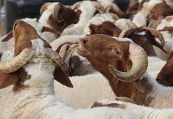 KURBAN BAYRAMINA KAÇ GÜN KALDI? Kurban Bayramı ne zaman, hangi tarihte? Kurban Bayramı tatili 9 gün mü olacak?