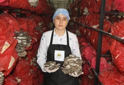 Samsun’da kadın girişimcilerden büyük başarı! Yılda 60 ton mantar üretiyorlar