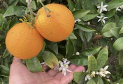 Mersin'de hasadı tamamlanıyor! Kokusu tüm şehri sardı: C vitamini deposu