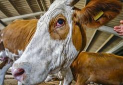 KURBAN BAYRAMI 2026 TATİLİ NE ZAMAN? | Kurban Bayramı ne zaman 2026? Bu yıl Kurban Bayramı tatili kaç gün, 9 gün olacak mı?