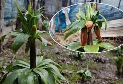 Yalnızca 20 gün yaşam süresi var! Bu çiçeğe dokunmak büyük ceza getiriyor