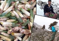 Kayalıkta kendiliğinden yetişiyor! Kahramanmaraş'ta toplanmaya başlandı: Kilosu 300 liraya satılıyor
