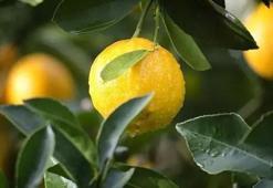 Limonun üzerindeki o işarete dikkat! Pürüzsüz kabuk meğer ne anlama geliyormuş...