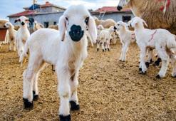 KIRSALDA BEREKET KÜÇÜKBAŞA DESTEK BAŞVURU ŞARTLARI 2026 | 2 YIL GERİ ÖDEMESİZ FAİZSİZ KREDİ ŞARTLARI NELER? 180 BİN TL BAKIM DESTEĞİ BAŞVURULARI BAŞLADI MI?