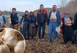 Doğal antibiyotik olarak biliniyor! 1 yıl geçse bile ilk günkü gibi tazecik kalıyor!