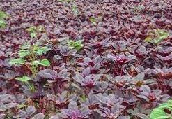 Amarant Nedir? Amarant Faydaları Nelerdir?