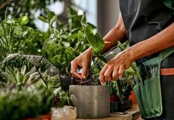 Evinizdeki Bu 5 Masum Bitki Meğer Zehir Saçıyormuş! Uzmanlar Uyarıyor