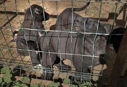 Akılalmaz vicdansızlık! Yavru köpeklerin kulaklarını kesip sattılar: Vahşetin cezası belli oldu