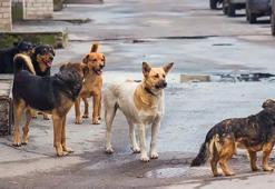 İstanbul Valiliği'nden sahipsiz köpekler için talimat: Belediyelere yazı gönderildi