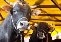 KURBAN BAYRAMI'NA KAÇ GÜN KALDI? KURBAN BAYRAMI 2026 HANGİ GÜN? KURBAN BAYRAMI'NA NE KADAR KALDI? 9 GÜN TATİL OLACAK MI?