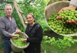 Turfanda hasadı başladı, kilosu 350 TL! Avrupa'ya kilo kilo satılıyor: Demir emilimini artırıp kansızlığı engelliyor