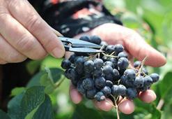 21. yüzyılın bitkisi ilan edildi! İbrahim Saraçoğlu'nun favorisi oldu: Suyun sıkıp hemen için