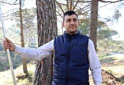 Metrelerce yüksekte zorlu hasat başladı! Ekmek parası için komando gibi ağaca tırmanıyorlar