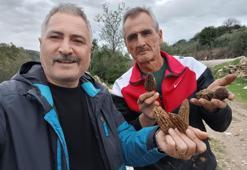 Gören seviniyor, bulan bırakmıyor! Salihli’de doğada kendiliğinden yetişiyor