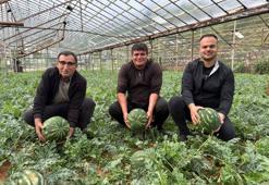 Antalya'da hasat için geri sayım başladı! Kış karpuzu sofralardaki yerini bulacak