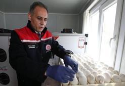 Kars’ta kaz varlığı için dev adım! 1500 yumurta kuluçkaya alındı