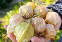 Küçük sağlık deposu meyve! Avuç avuç yiyince kan şekerini dengeleyip şekerin aniden fırlamasını önlüyor, C vitamini depolarını fullüyor!