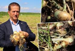 Doğal antibiyotikte turfanda hasat başladı! Kilosuna 15 TL fiyat bekleniyor, kışlığı ise kilosu 3 TL'den satılıyor!