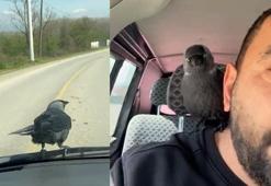 Trafikte ezber bozan misafir! Önce sileceğe kondu, sonra içeriye girdi