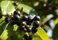 Karayemiş nedir? Karayemiş faydaları nelerdir, neye iyi gelir?