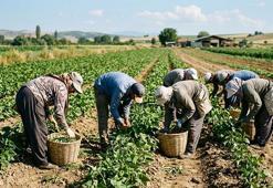 ​Mevsimlik işçiye tazminat piyangosu! 6 ay çalışana 3 yıllık hak doğuyor