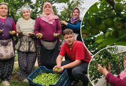 Açıkta hasadı başladı, kilosu 200 TL'ye kadar düştü! Kolesterolü damardan silip atıyor
