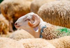 KURBAN BAYRAMINA KAÇ GÜN KALDI? Kurban Bayramı 2026 ne zaman, hangi gün? Bayram tatili 9 gün mü olacak?