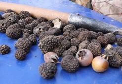 Türkiye’nin 'siyah elması' Edirne’de çıktı! Kilosu tam 20 bin lira