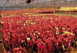 Usta bahçıvanların gizli listesi: Sıcağa meydan okuyan, bakımı en kolay çiçekler!