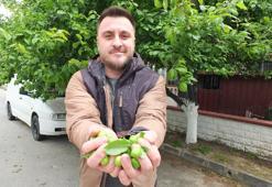 Balıkesir'de ilk hasadı yapıldı! Kütür kütür, taze ve lezzetli