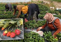 Hasadı başladı, kilosu 65 TL! Dubai ve Katar'a kilo kilo satılıyor: Kan şekerini dengeleyip kolajen depoluyor