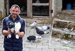 215 güvercin besliyor ama yem masrafı sıfır! İşte Kayserili adamın kazanç sırrı
