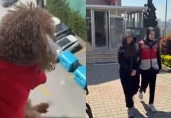Köpeği kameraya aldı, şiddet uyguladı! Daha sonra 'alkollüydüm' diyerek özür diledi