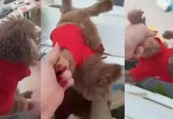 Başakşehir'de pencereden sarkıttığı köpeği cama vurdu! Tepki çekince özür diledi: Gözaltına alındı