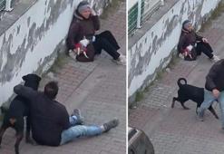 Ümraniye’de korku dolu anlar! Ağızlıksız rottweiler küçük köpeğe saldırdı
