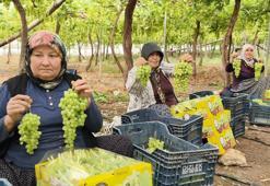 Mersin'de hasadı başladı! Kilosu 600 TL'den satılıyor, tertemiz C vitamini kaynağı