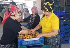 Mut'ta hasadı başladı! Tek tek toplanıp Avrupa’ya uzanan pazarlara kilo kilo satılıyor