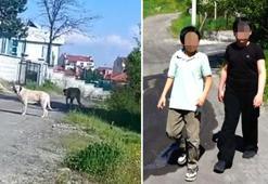 Küçük bedende dev yürek! Köpeklerden kaçarken arkadaşını sırtında taşıdı