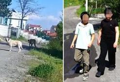 Küçük ama yürekli! Köpeklerden kaçarken arkadaşını sırtladı