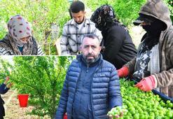 Turgutlu’da yeşil elmas mesaisi başladı! Kilogram fiyatını görenler gözlerine inanamıyor