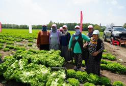 Iğdır'da sezonun ilk hasadı yapıldı! Dünyanın en sağlıklı yeşilliği