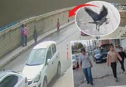 Öğrencilerin korumaya çalıştığı yavru kuş karganın hedefi oldu