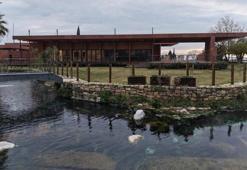 Pamukkale’nin yanında Hierapolis’te yeni düzen! Bakan Ersoy açıkladı: Antik havuz ve güney kapı yenilendi