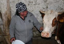 Türkiye'ye yerleşen 'yabancı gelin' hayvancılığa renk katıyor! Süt, tereyağı ve peynir üretip büyükşehirlere kilo kilo satıyor